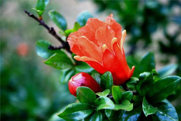 梦见石榴树开花是什么意思？周公解梦原版破解大全