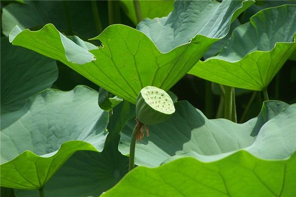 梦见莲子是什么意思？周公解梦原版破解大全