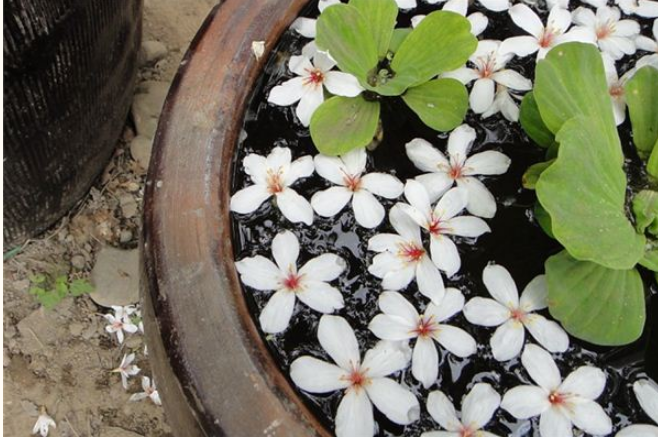 梦见水缸是什么意思？周公解梦原版破解大全