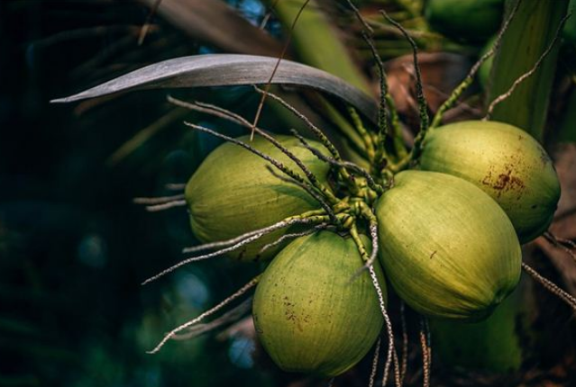 梦见椰子汁是什么意思？周公解梦原版破解大全