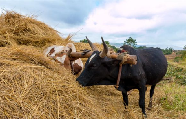 梦见轭是什么意思？周公解梦原版破解大全
