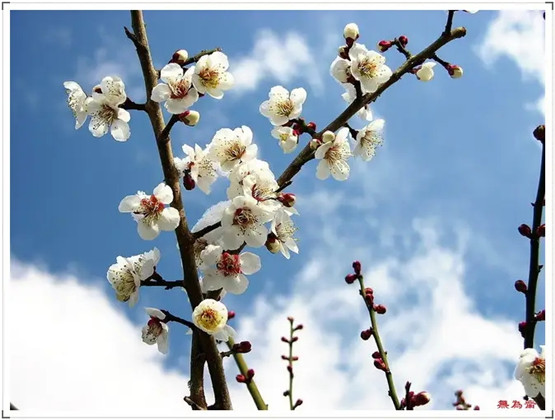 梦见讣告是什么意思？周公解梦原版破解大全