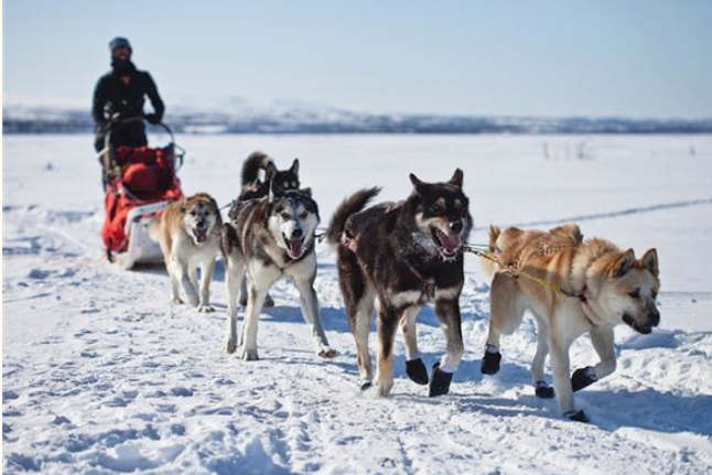 梦见雪橇是什么意思？周公解梦原版破解大全