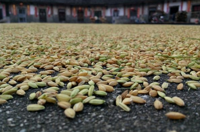 梦见打谷脱粒是什么意思？周公解梦原版破解大全